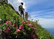 55 In Alben fioritura di rododendro rosa ( Rododentron hirsutum)